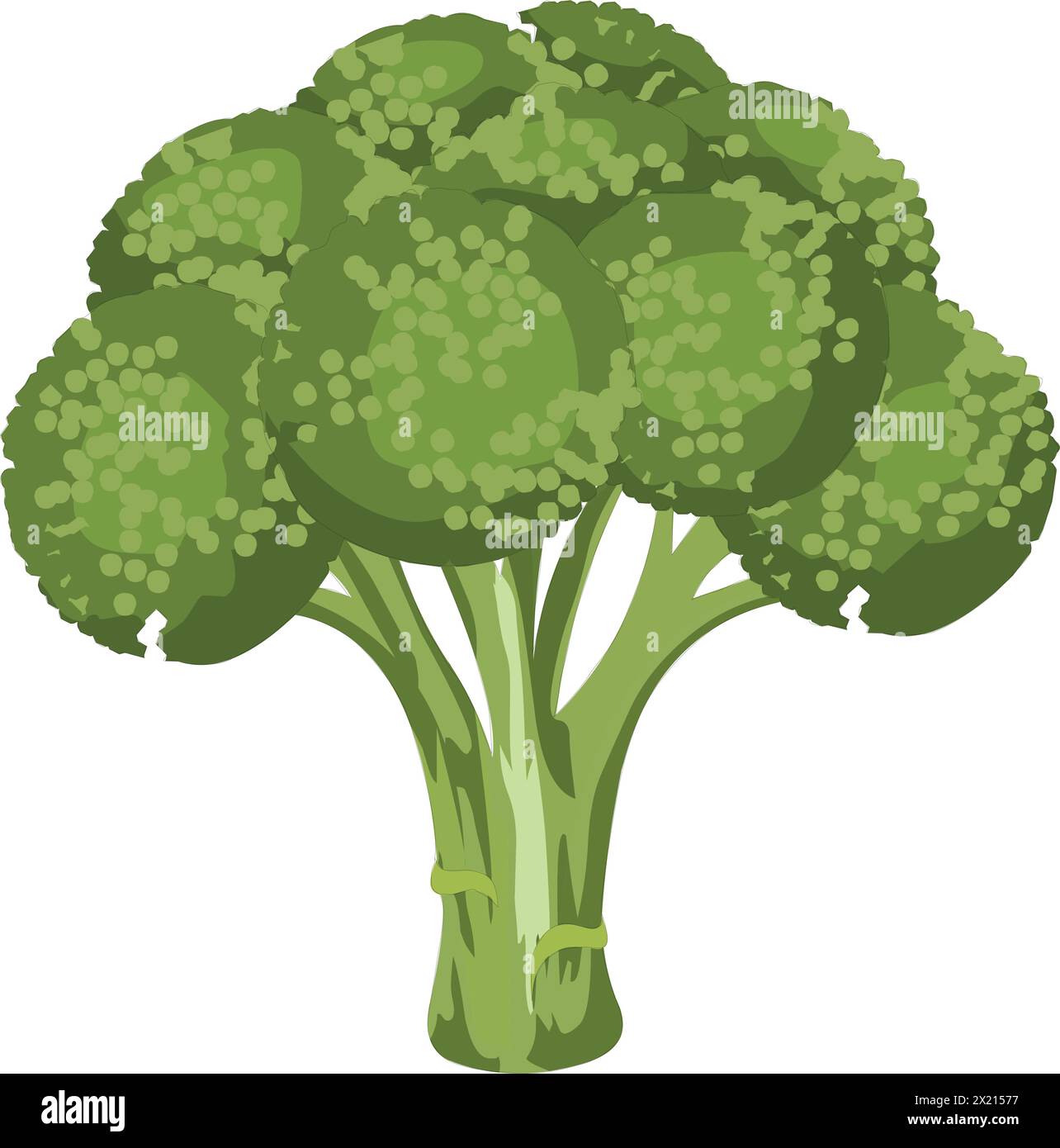 Brokkoli-Vektor-illustration Stock Vektor