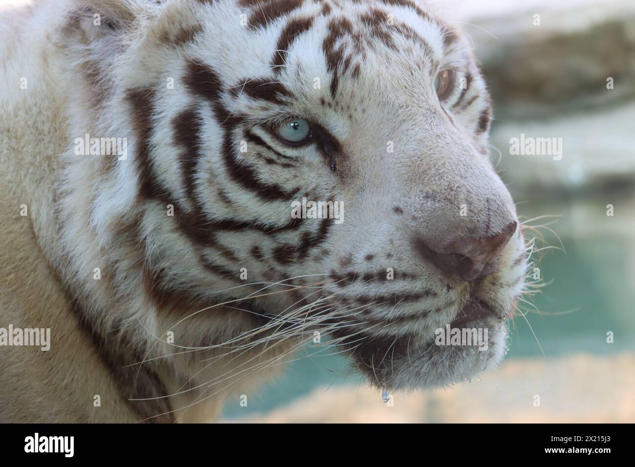 Chinesischer weißer Tiger Stockfoto