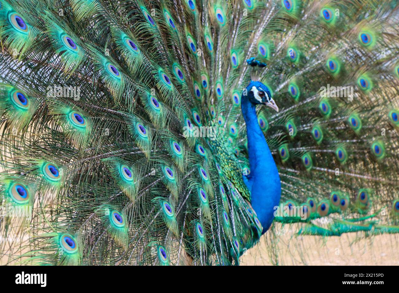 Peacock zeigt seine schönen Farben Stockfoto