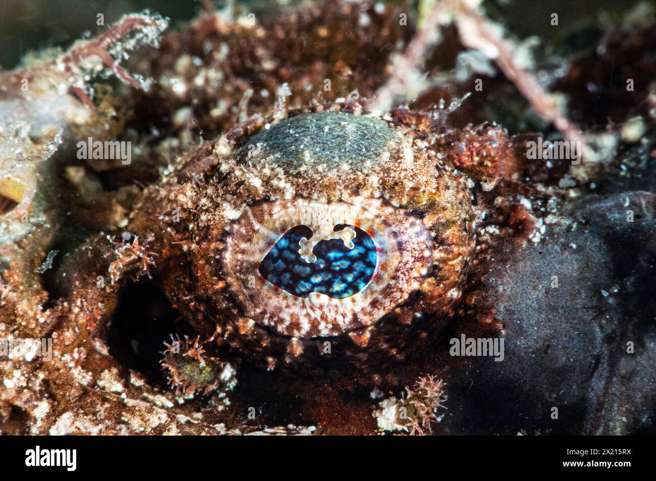 Auge des Skorpionfisches Stockfoto