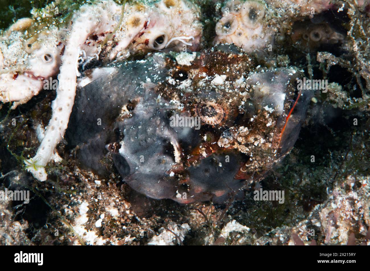 Flasher Scorpionfish Stockfoto