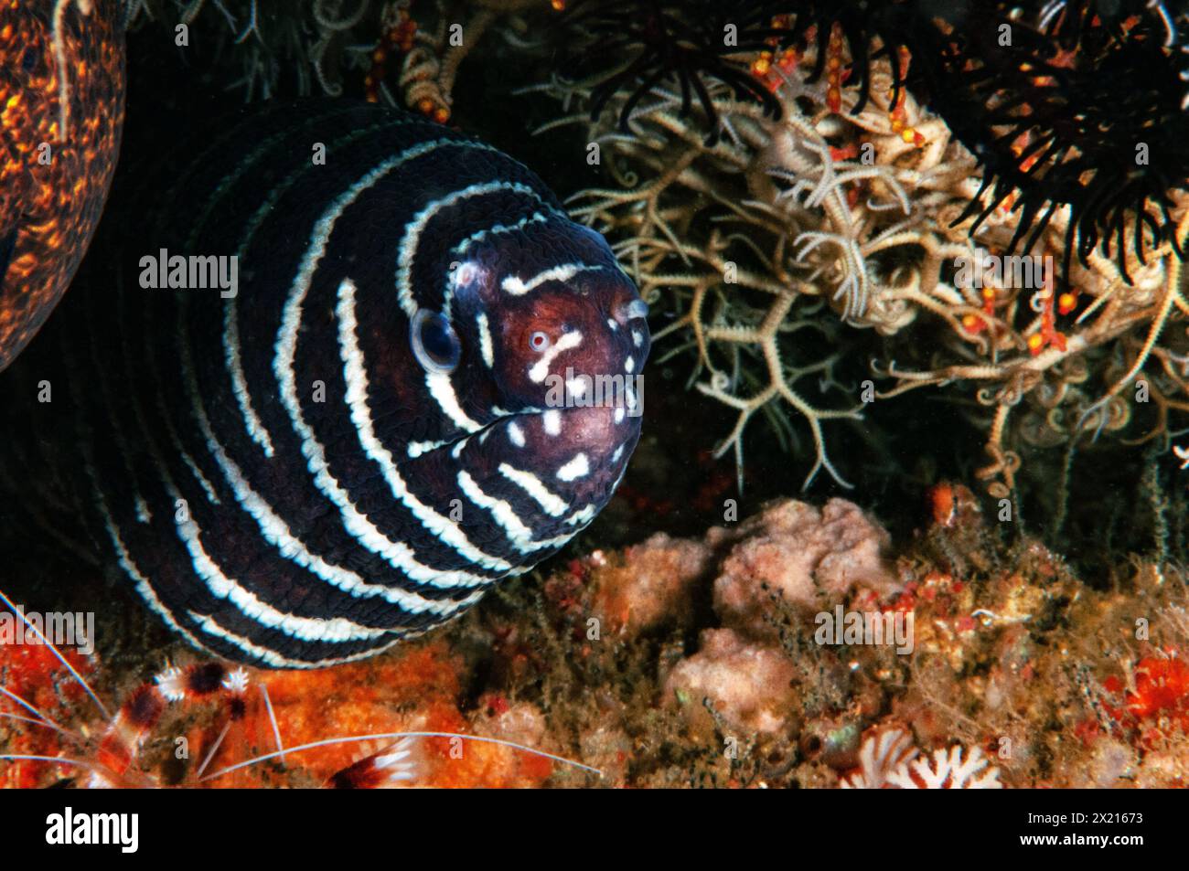 Zebra moray Stockfoto