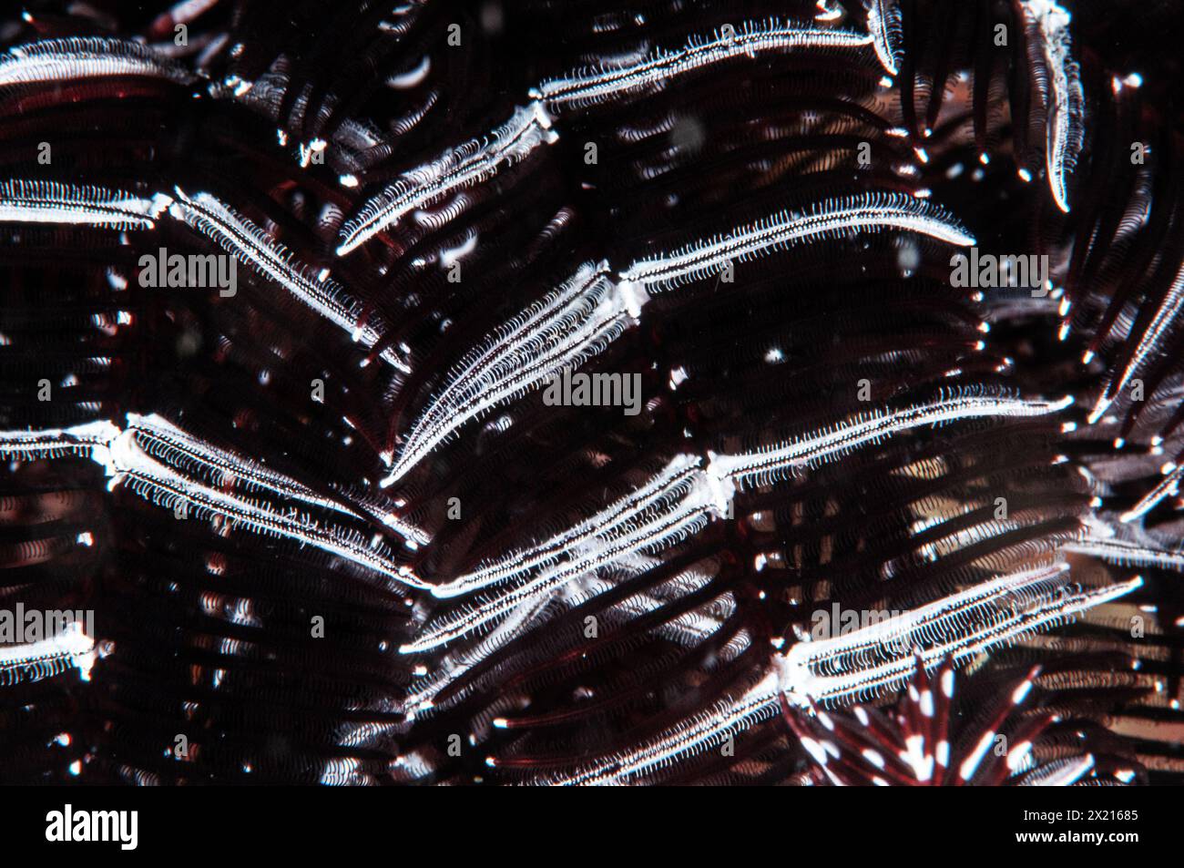 Arm eines schwarz-weißen Federsterns Stockfoto