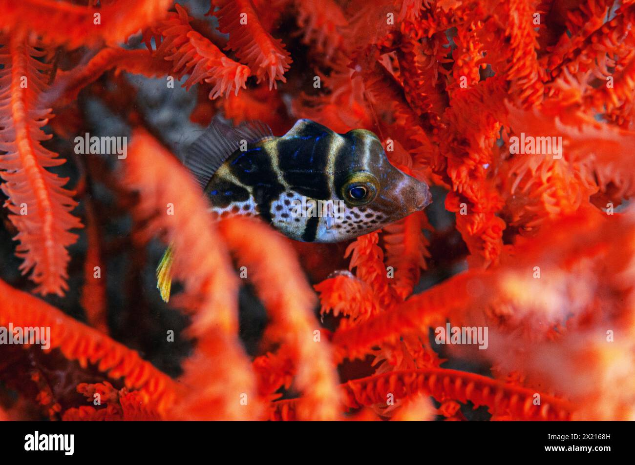 Sattelpuffer in Korallen Stockfoto