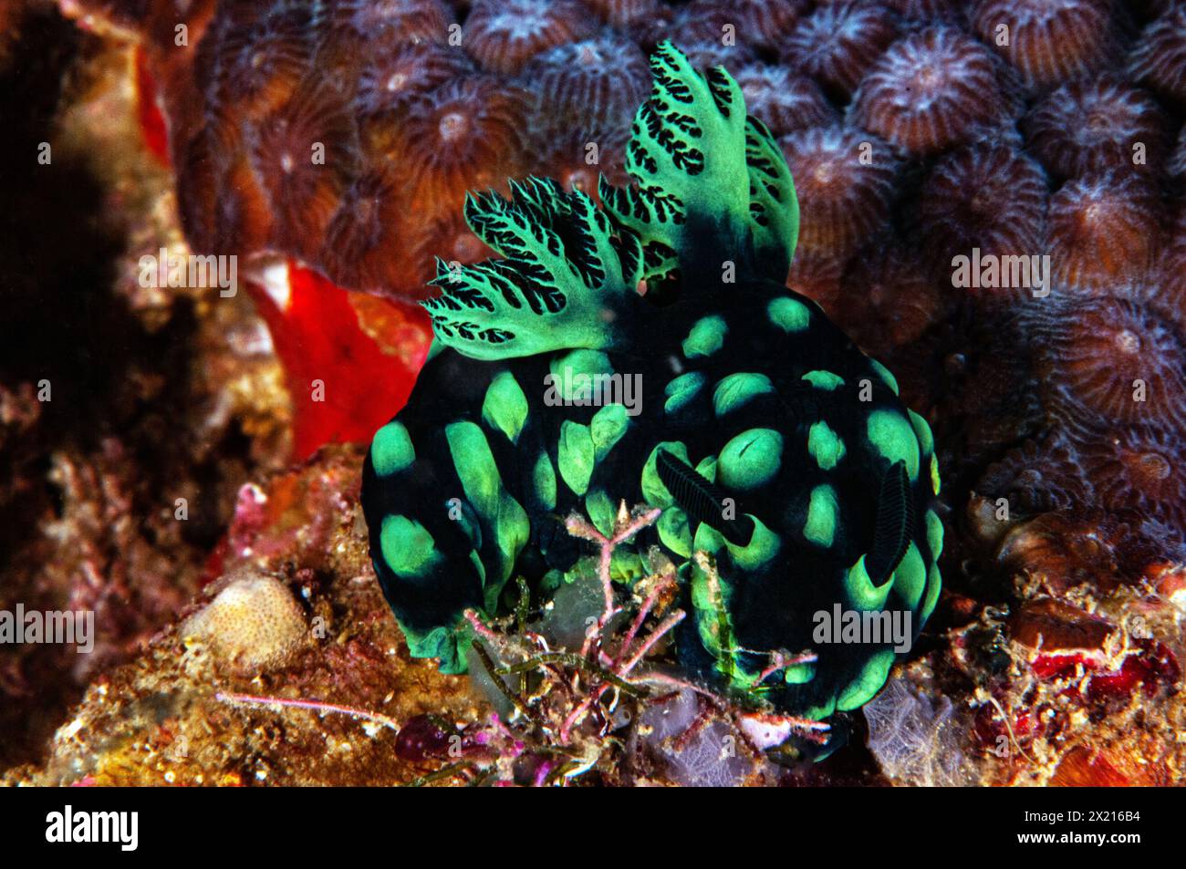 Schwarz-grün warzendes Nembrotha Stockfoto