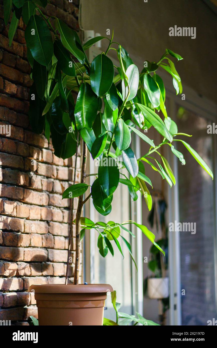 Feigenbaum zimmerpflanze -Fotos und -Bildmaterial in hoher Auflsung  Alamy