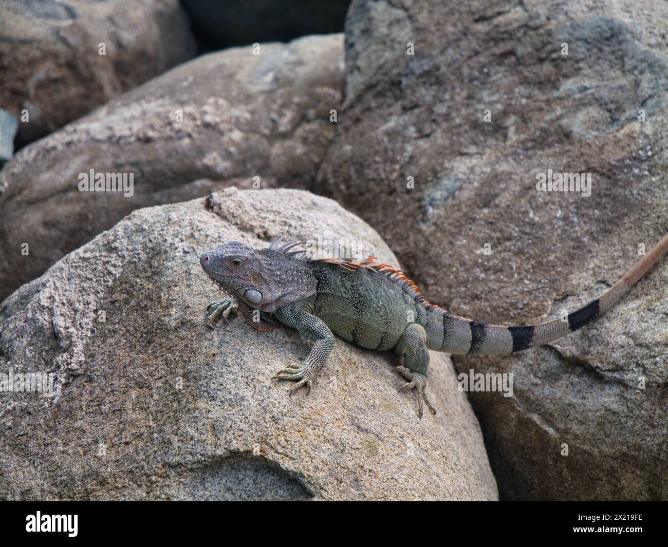 Ein Leguan auf Felsen auf der Insel Saint Maarten in der Karibik Stockfoto