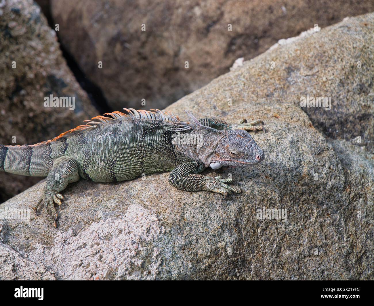 Ein Leguan auf Felsen auf der Insel Saint Maarten in der Karibik Stockfoto