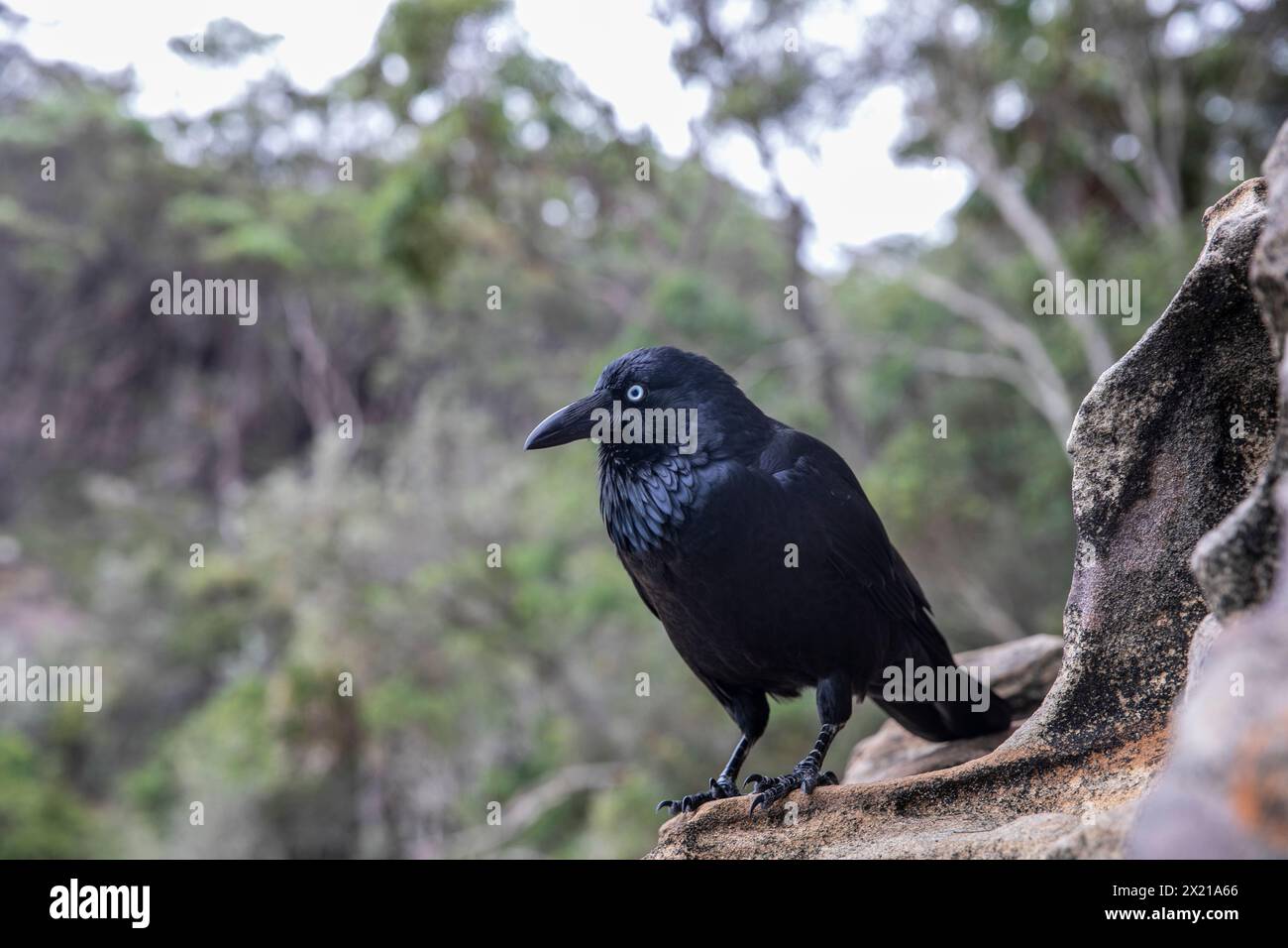 Der australische Rabe Corvus coronoides ist ein in Australien heimischer, paarariner Korvidenvogel, der hier im Ku-Ring-Gai Chase-Nationalpark in Sydney, NSW, zu sehen ist Stockfoto