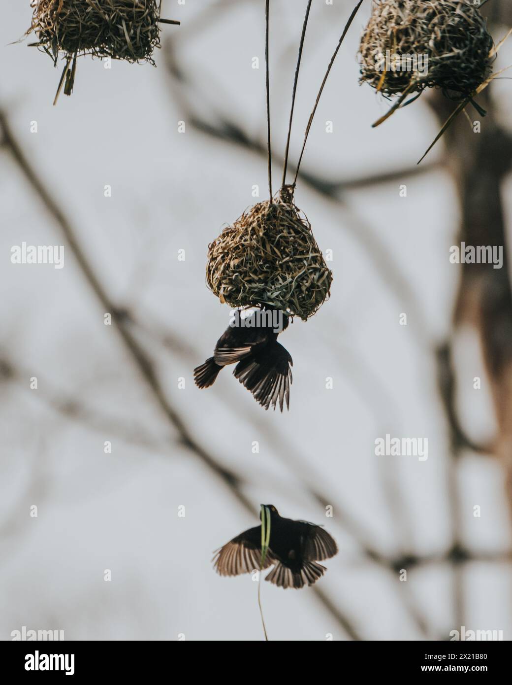 Endemische Fox's Weaver in Uganda, Queen Elizabeth National Park Stockfoto