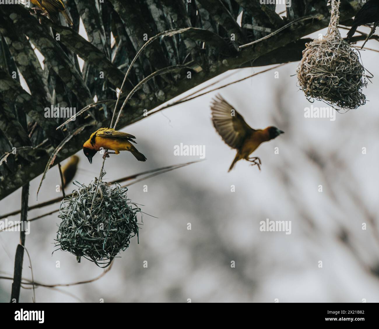 Endemische Fox's Weaver in Uganda, Queen Elizabeth National Park Stockfoto