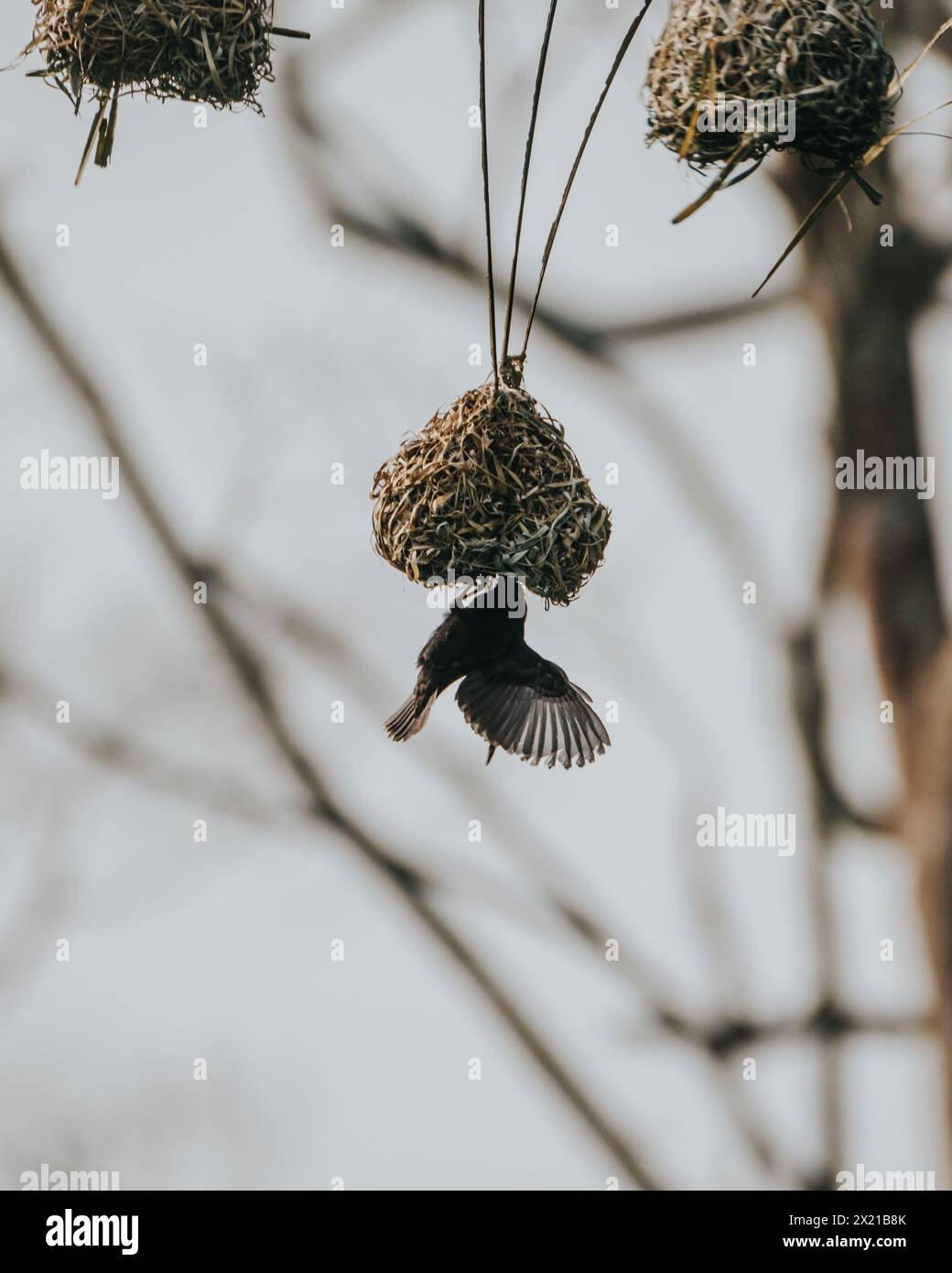 Endemische Fox's Weaver in Uganda, Queen Elizabeth National Park Stockfoto