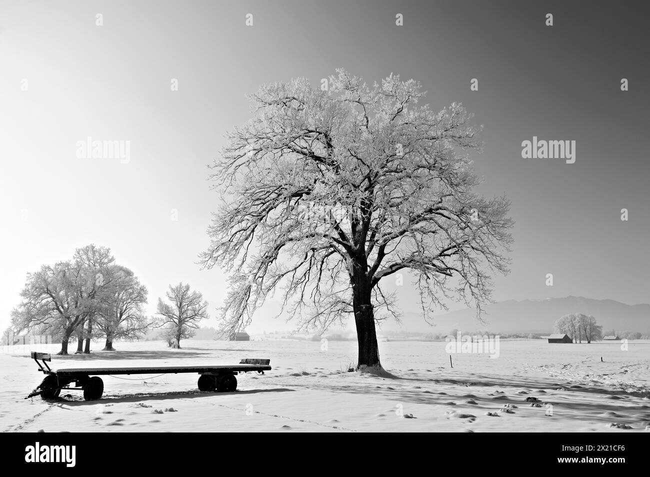 Laubbäume im Winter mit Raureif und schneebedecktem Ladewagen, Bayerische Alpen im Hintergrund, Oberbayern, Bayern, Deutschland Stockfoto