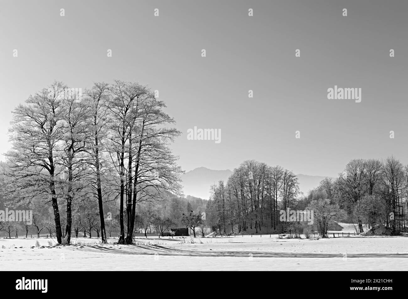 Laubbäume im Winter mit Raureif und bayerische Alpen im Hintergrund, Bad Heilbrunn, Oberbayern, Bayern, Deutschland Stockfoto