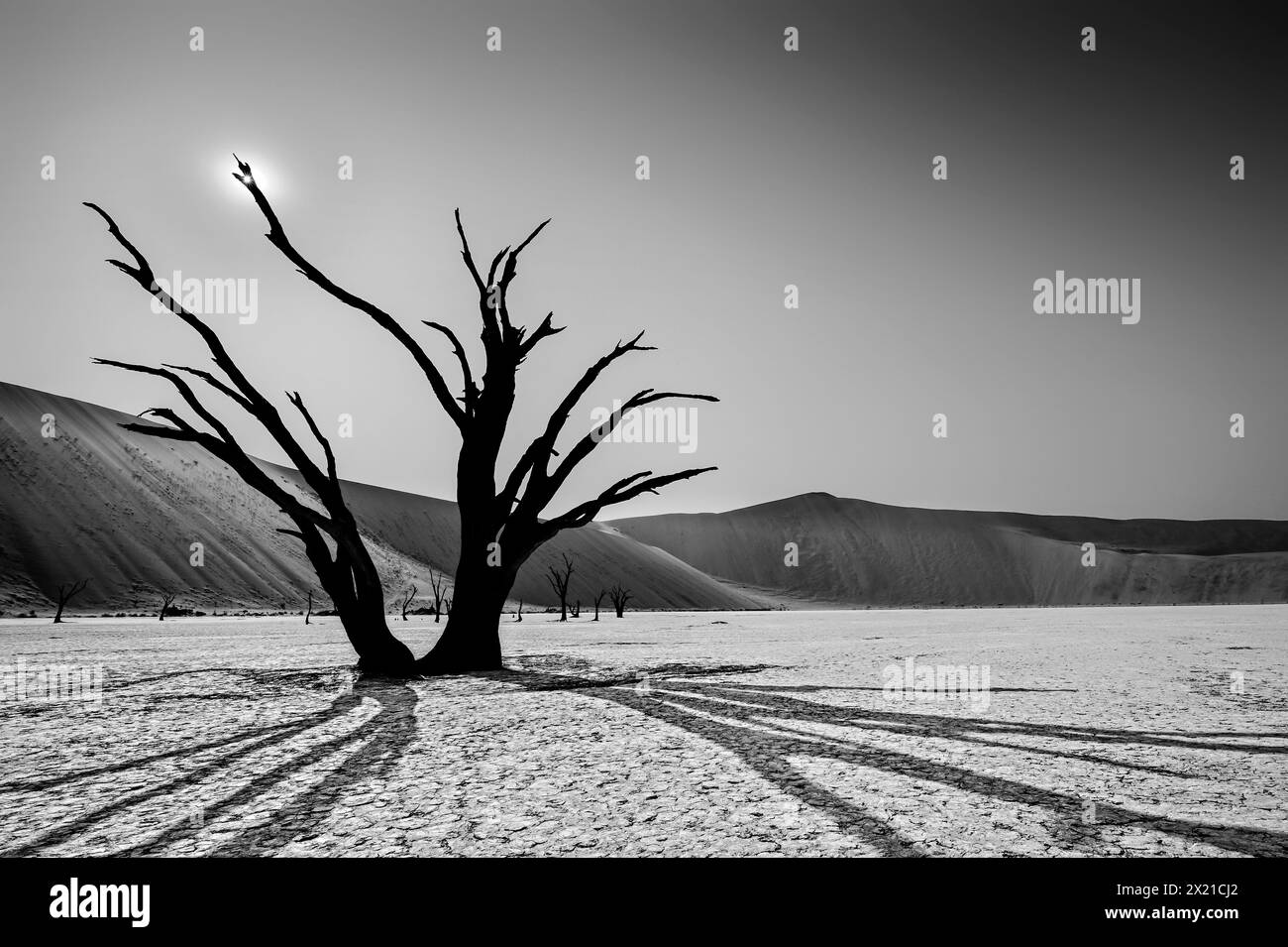 Ein toter Kameldornbaum wirft Schatten auf Lehmböden, Sanddünen im Hintergrund, Deadvlei, Namib-Neukluft-Nationalpark, Namibia, Afrika Stockfoto