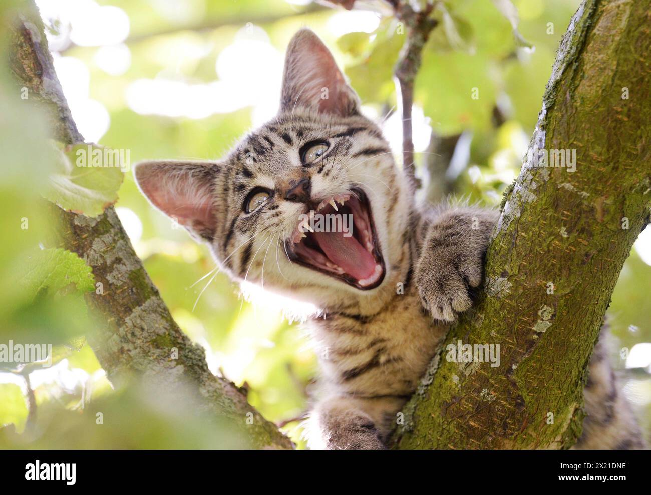 Mackeral Tabby Kätzchen stecken in einem Apfelbaum, fotografiert in der Nähe von Kirkland in den nördlichen Pennines, Cumbria. Stockfoto