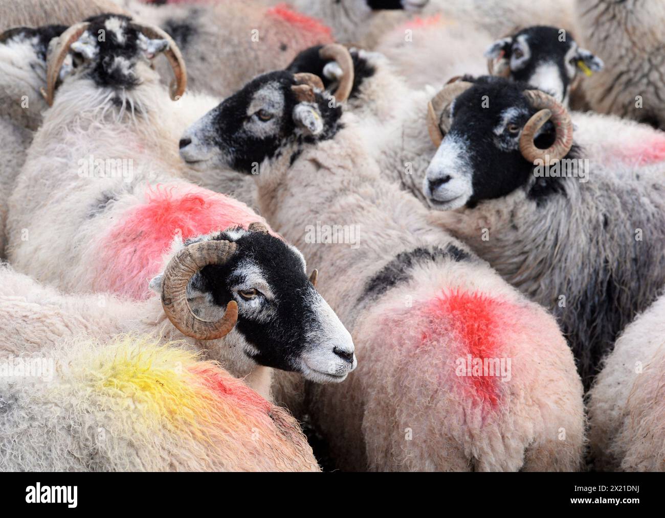 Swaledale Schafe mit ihren „Tupping Marks“ während der Brutsaison, Cumbria Stockfoto