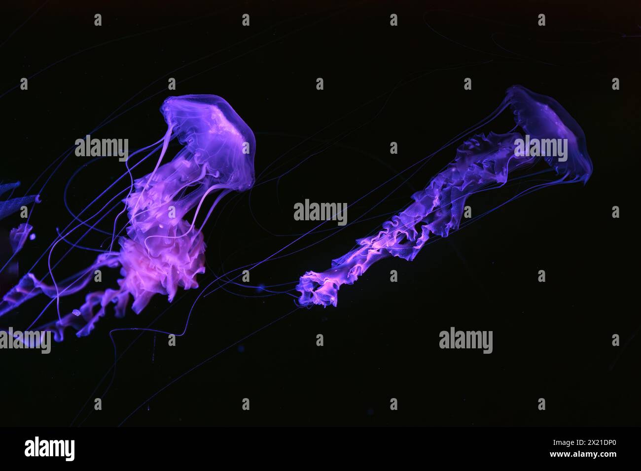 Gruppe von Schwarzmeernessel, Chrysaora achlyos schwimmen im dunklen Wasser des Aquarientanks mit violettem Neonlicht. Wasserorganismen, Tiere, Unterwasserlebewesen, Stockfoto