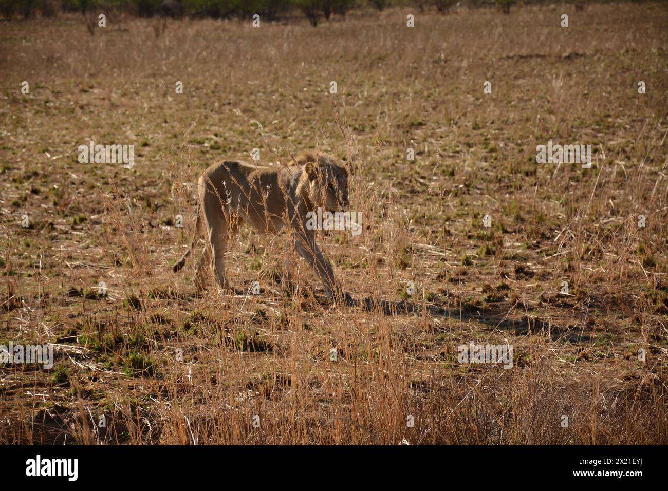Wilde Löwen Stockfoto