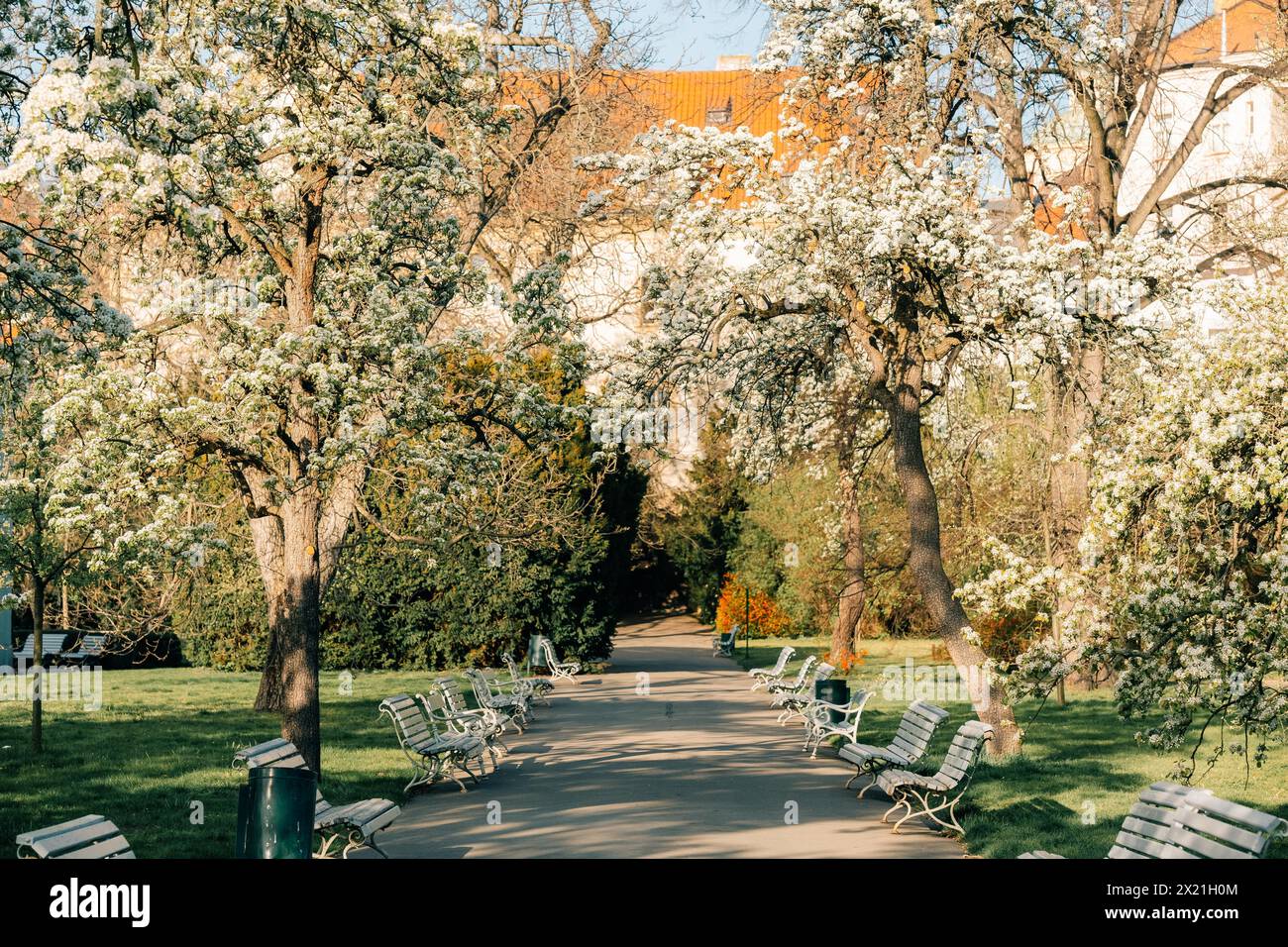 Blühender weißer Garten mit Apfel- und Birnenbäumen, Gasse in einem Prager Park Stockfoto