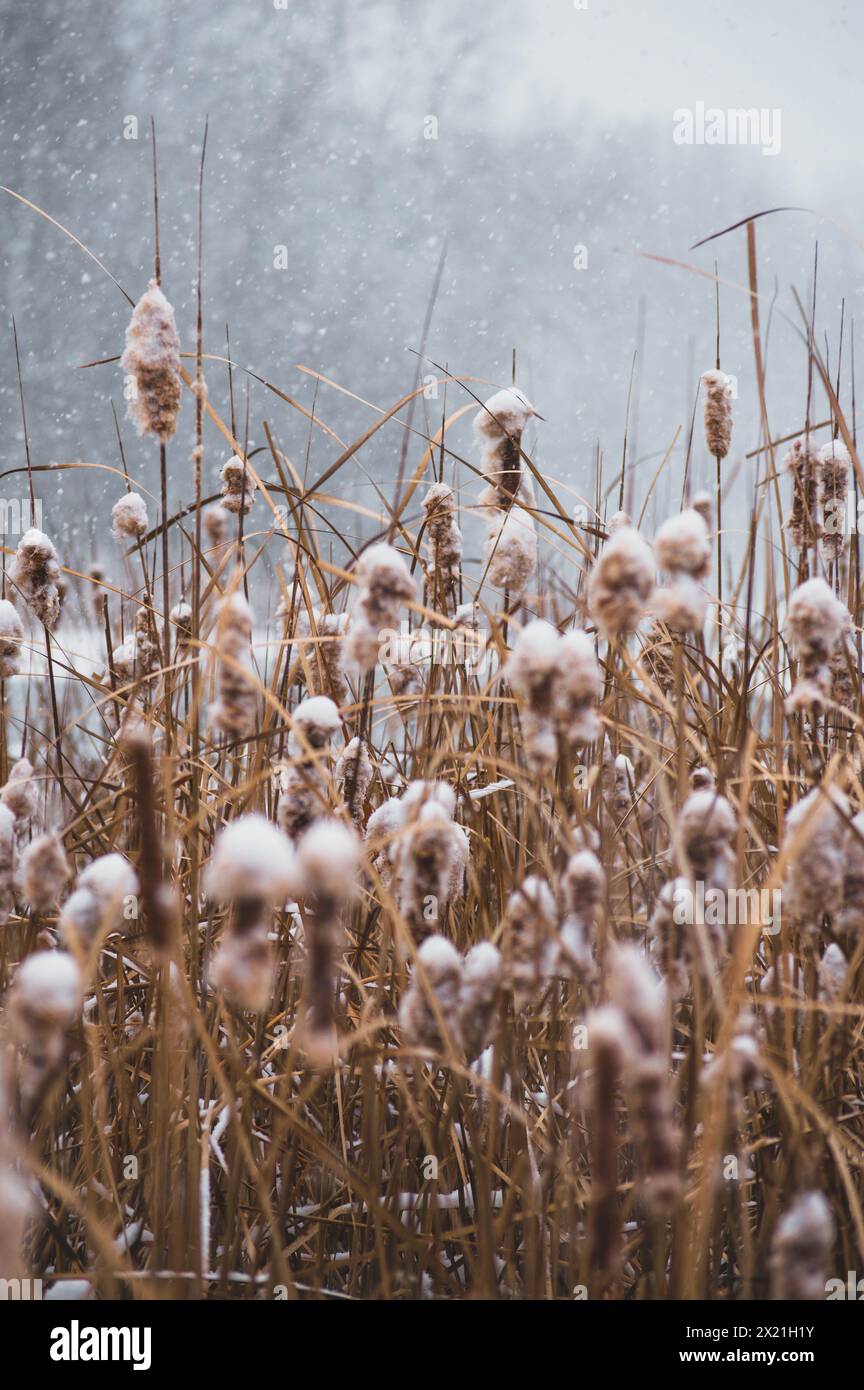 Eine schneebedeckte, ruhige Moorlandschaft Stockfoto