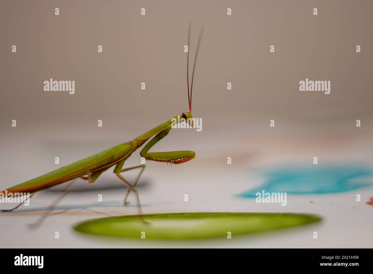 Betende Mantis auf einer reflektierenden Oberfläche Stockfoto