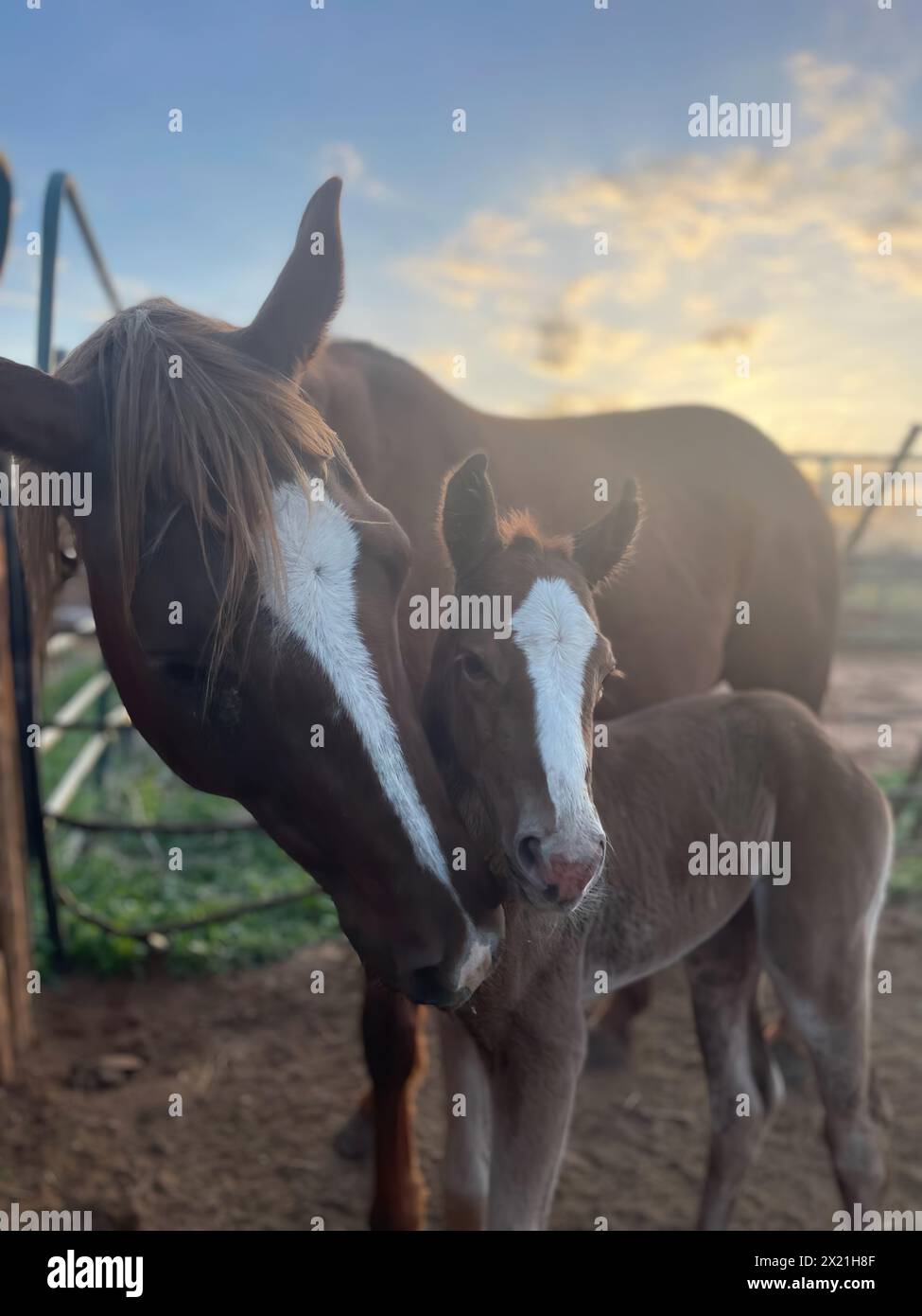 Mutter und Baby Horse Love at Sunrise Stockfoto