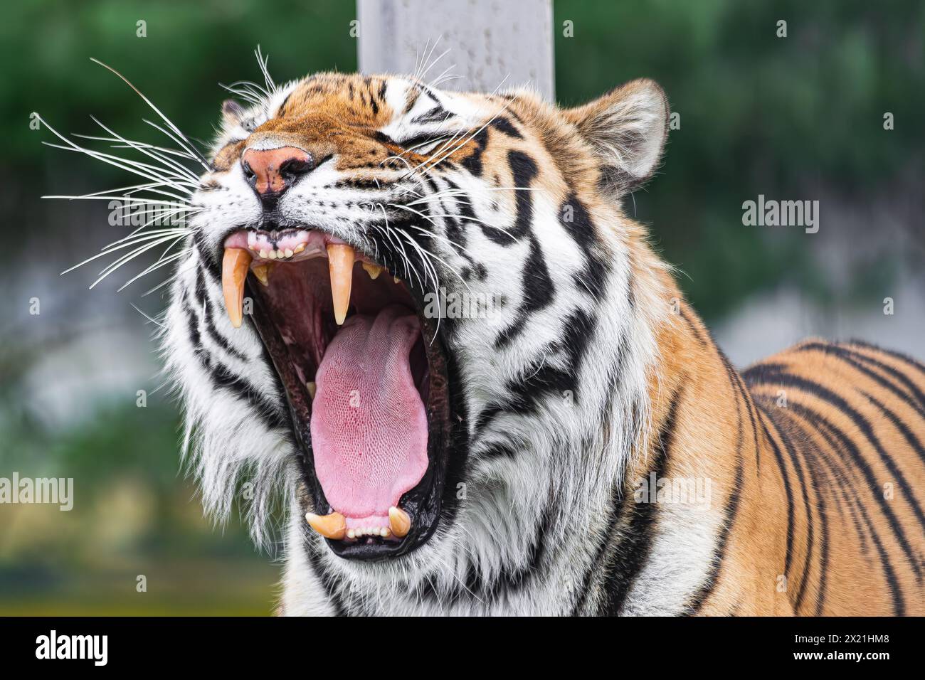 Sibirischer Tiger (Panthera tigris altaica), brüllend mit offenem Mund, aus nächster Nähe Stockfoto