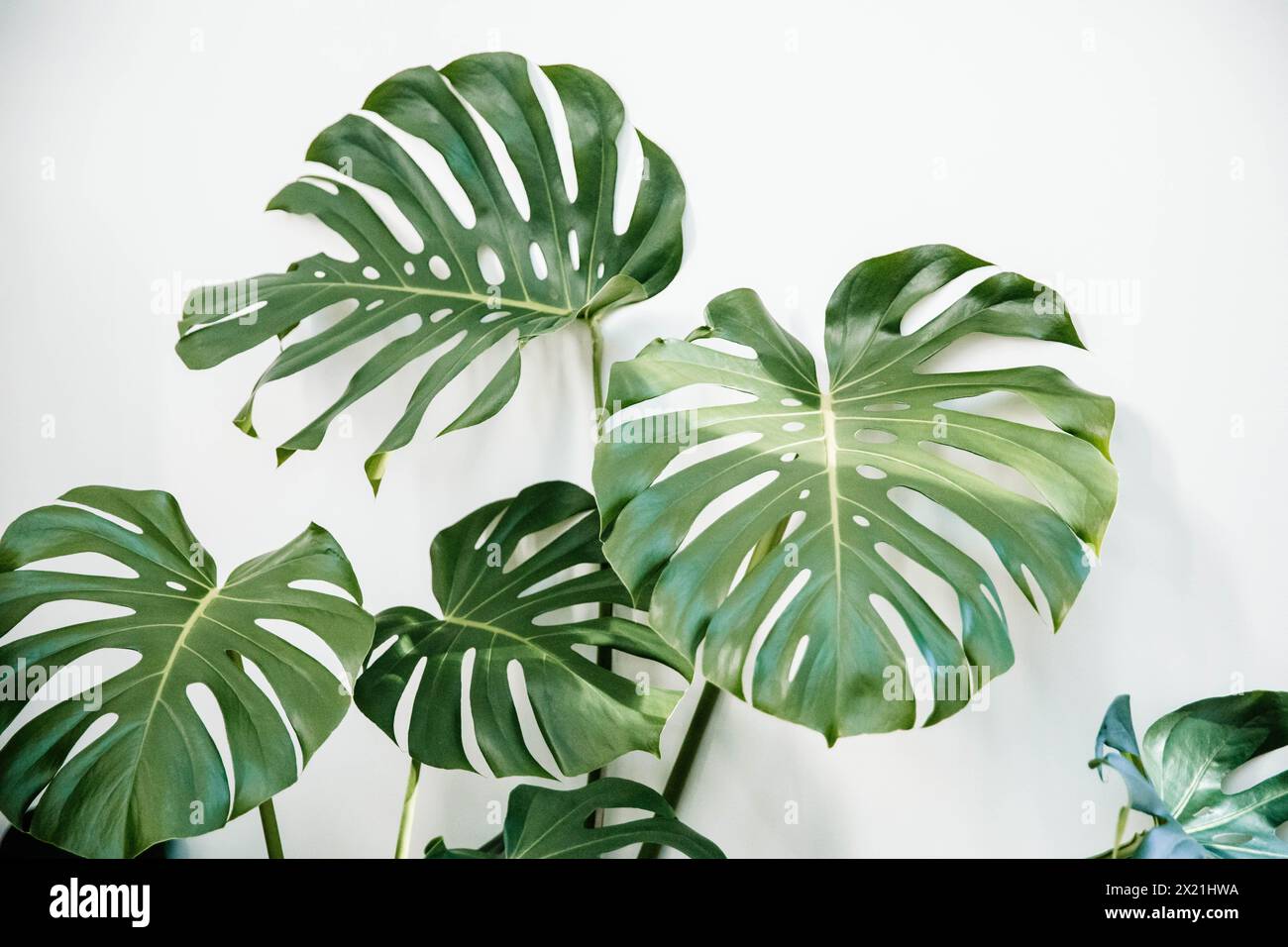 Luftiges Kletterbüro Monstera Plant Stockfoto