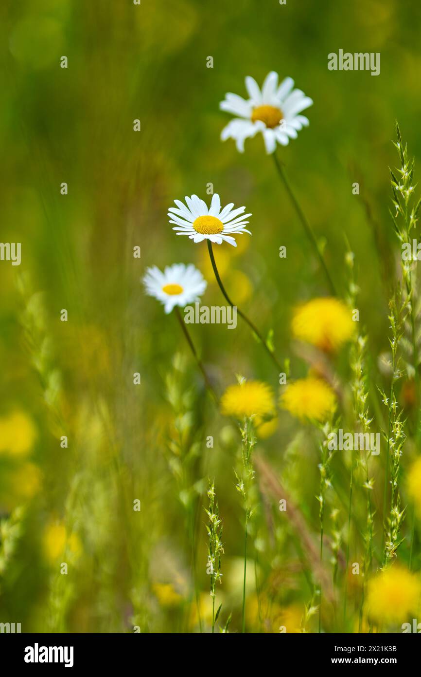 Gänseblümchen auf einer Sommerwiese, Bayern, Deutschland Stockfoto