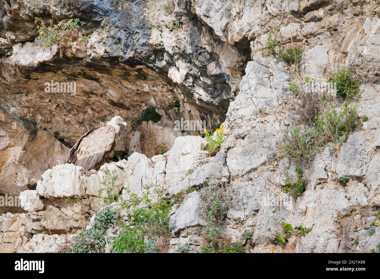 gänsegeier, Eurasischer Gänsegeier (Gyps fulvus), in einem Felsvordach, Seitenansicht, Kroatien Stockfoto