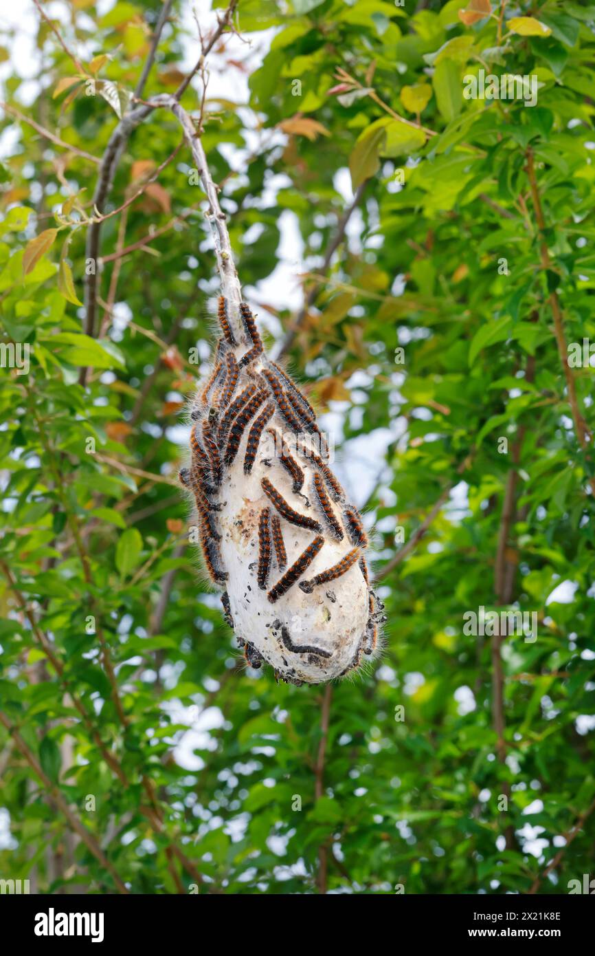 Kleiner Eiereier (Eriogaster lanestris, Bombyx lanestris), Raupenbahn mit Raupen auf einem Zweig, Kroatien Stockfoto