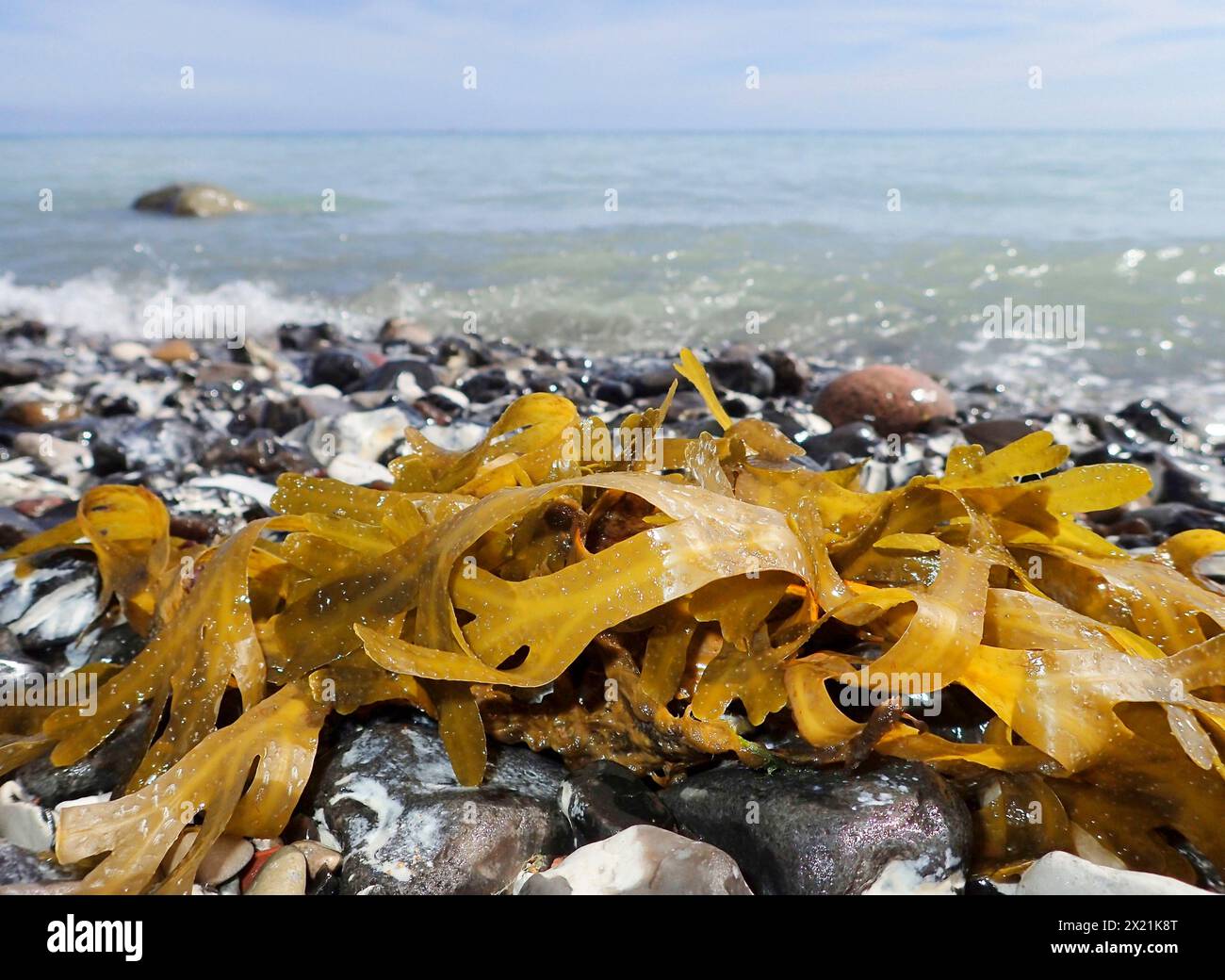 Seegürtel, das Wetterglas des armen Mannes, Süßes Wrack, Zucker Wrack, Zucker Tang, Oarweed, Tangle, Kelp, Sugar Sea Belt, Sweet Tangle, Sugarwrack (Laminaria s Stockfoto