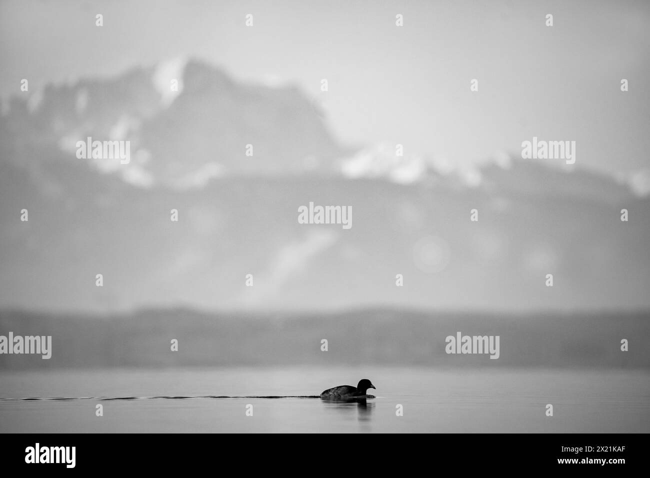 Fulica atra, Schwimmen im Starnberger See, Zugspitze im Hintergrund, Deutschland, Bayern Stockfoto