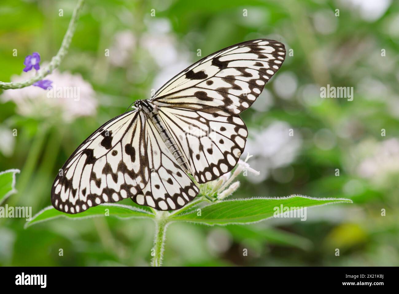 White Tree Nymphe, Paper Kite, Rice Paper Butterfly (Idee Leuconoe), sitzend auf einer Pflanze Stockfoto