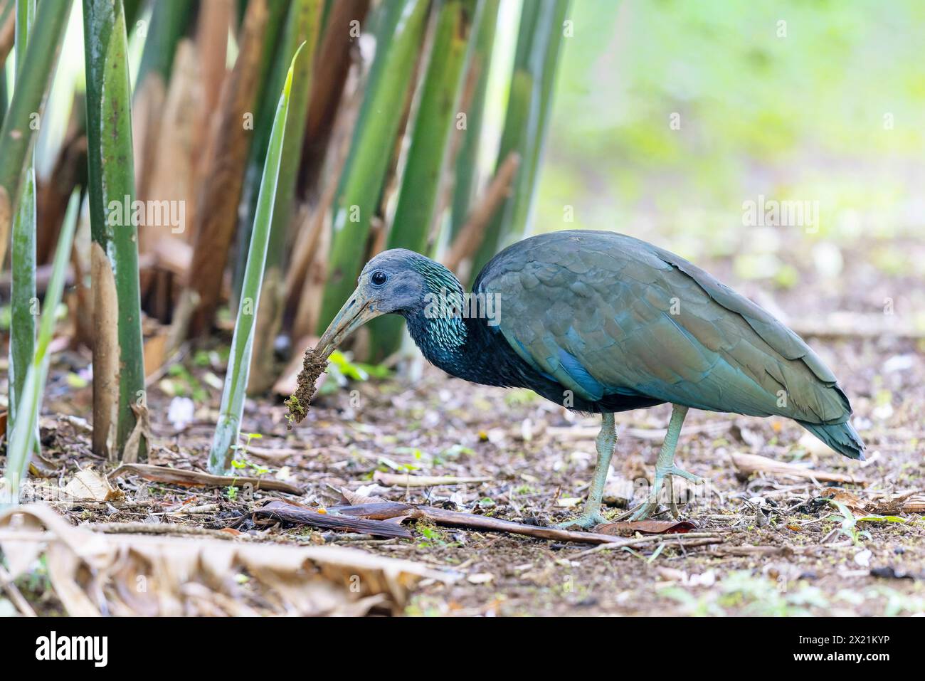 Green ibis (Mesembrinibis cayennensis), sucht nach Lebensmitteln im Boden, Costa Rica, La Virgen Stockfoto Green ibis (Mesembrinibis cayennensis), sucht nach Lebensmitteln im Boden, Costa Rica, La Virgen Stockfoto