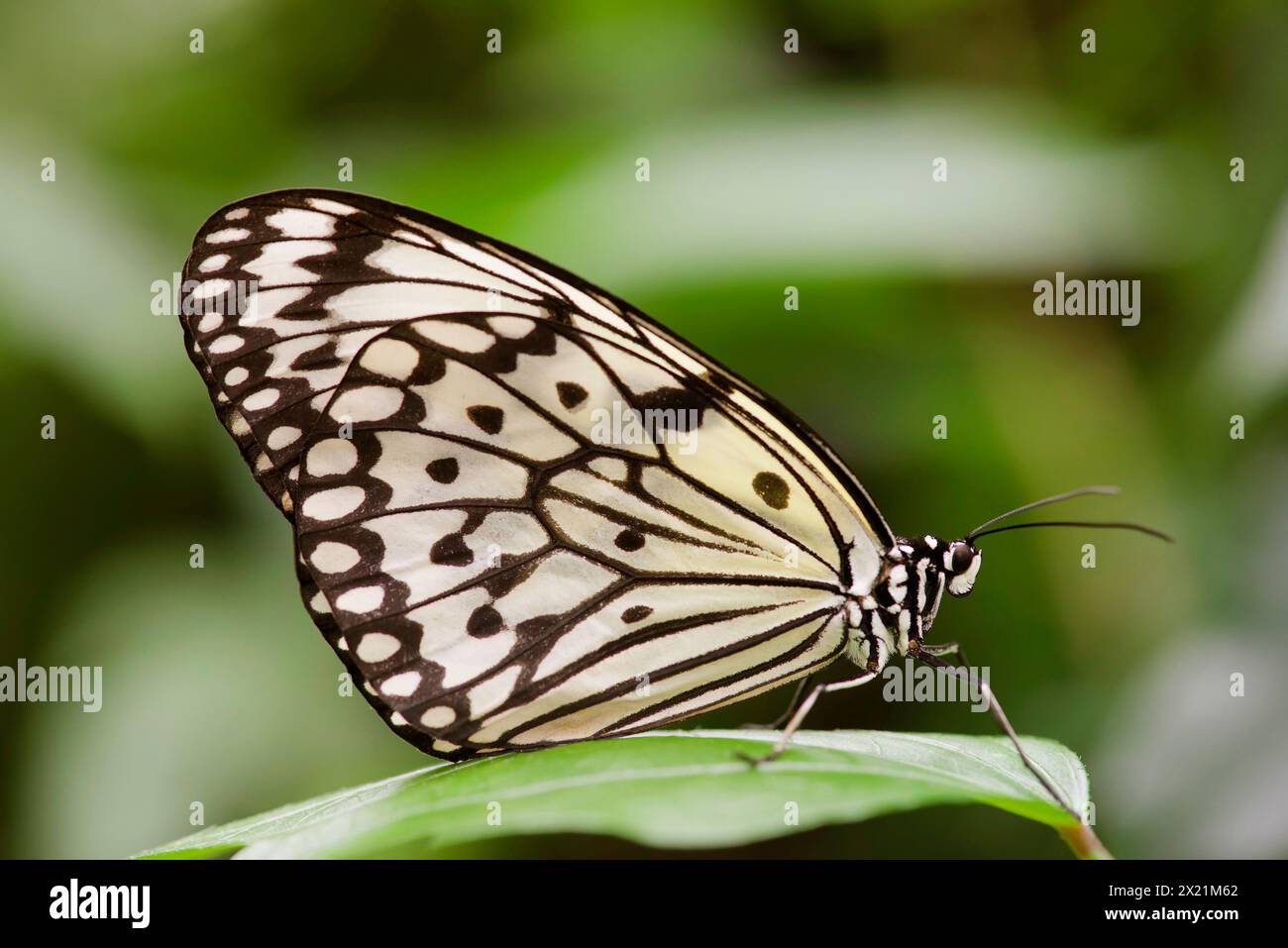 White Tree Nymphe, Paper Kite, Rice Paper Butterfly (Idee Leuconoe), sitzend auf einem Blatt Stockfoto