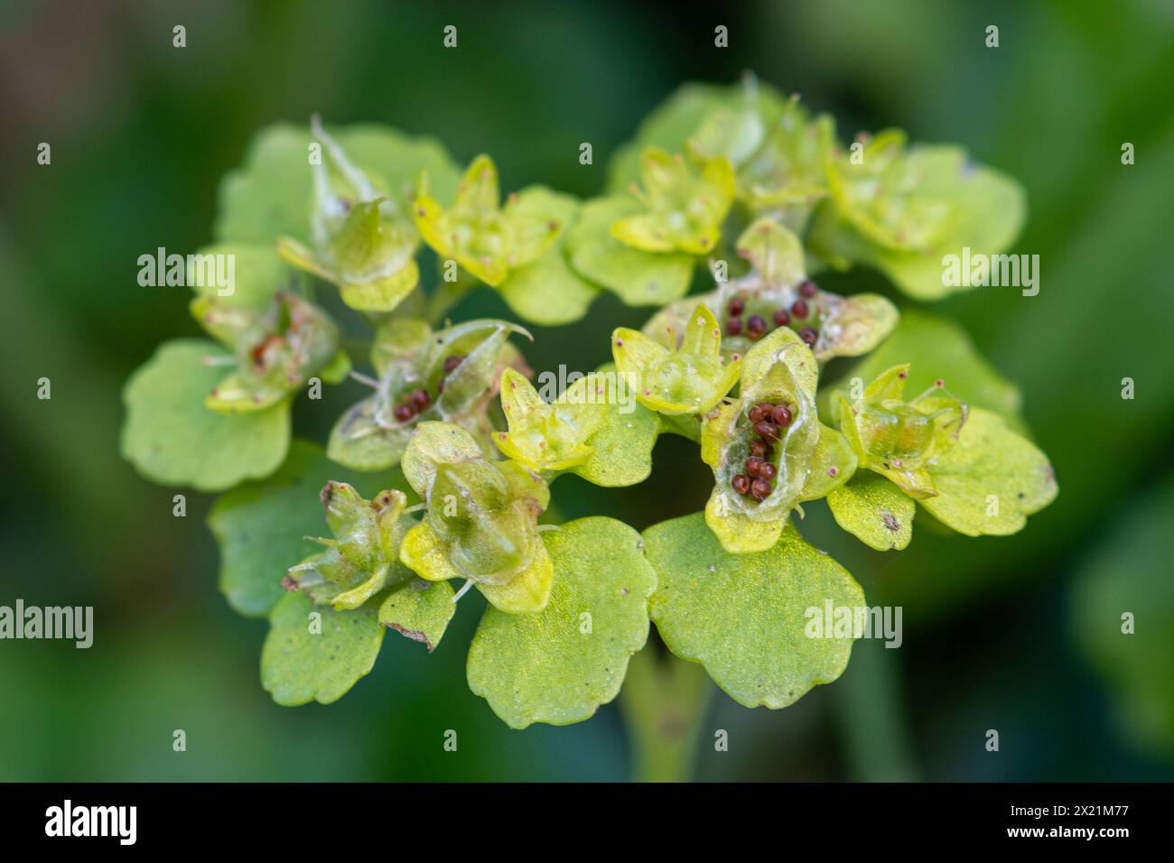 Goldsaxifrage (Chrysosplenium oppositifolium), Pflanze mit goldgrünen Blüten im Juni in Feuchtwäldern in Hampshire, England, Großbritannien Stockfoto