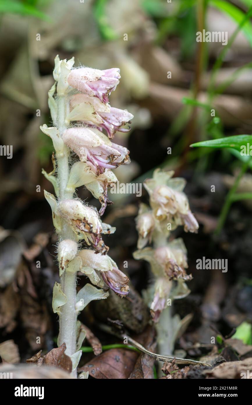 Lathraea squamaria, das gewöhnliche Zahnkraut, eine seltene parasitäre Pflanze in einem englischen Wald in Hampshire, Großbritannien, im Frühjahr Stockfoto