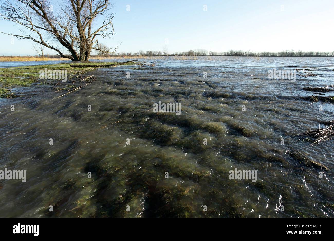 Wenn der Rhein überschwemmt wird, fließt das Wasser in die Auen der Niederlande Stockfoto