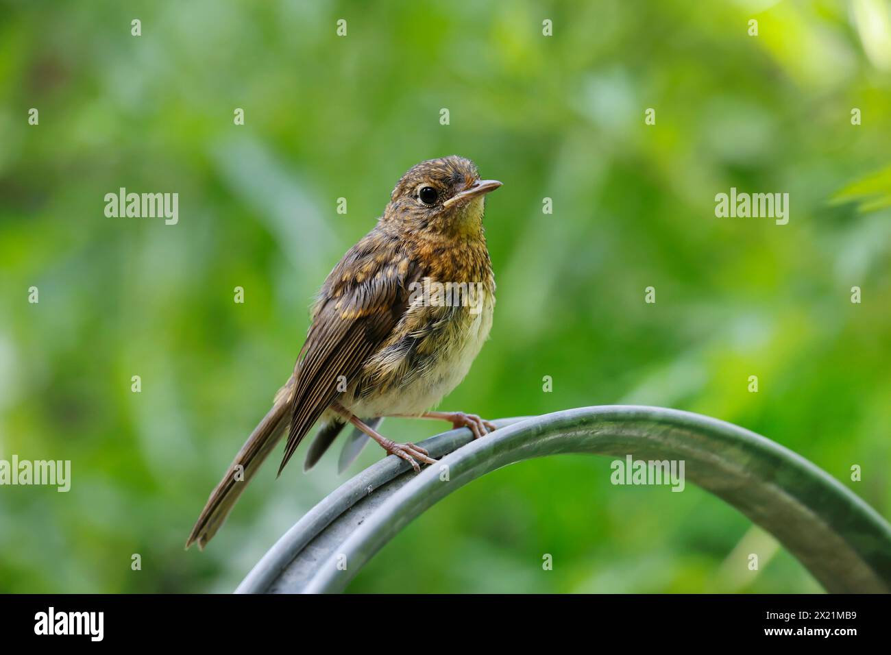 Europäischer rotkehlchen (Erithacus rubecula), Jugendlicher, der auf einer Gießkanne im Garten sitzt, Deutschland Stockfoto