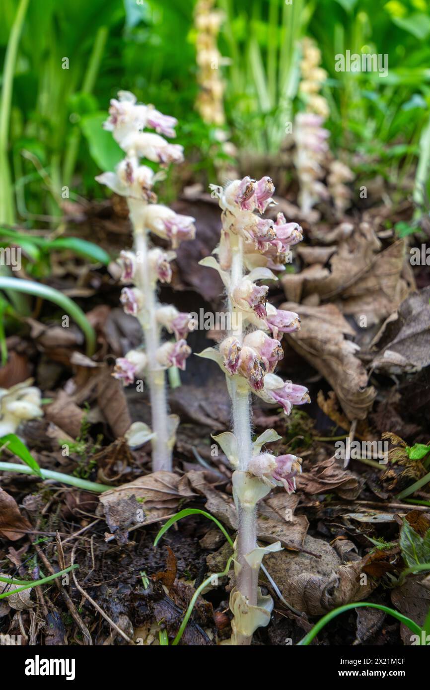 Lathraea squamaria, das gewöhnliche Zahnkraut, eine seltene parasitäre Pflanze in einem englischen Wald in Hampshire, Großbritannien, im Frühjahr Stockfoto