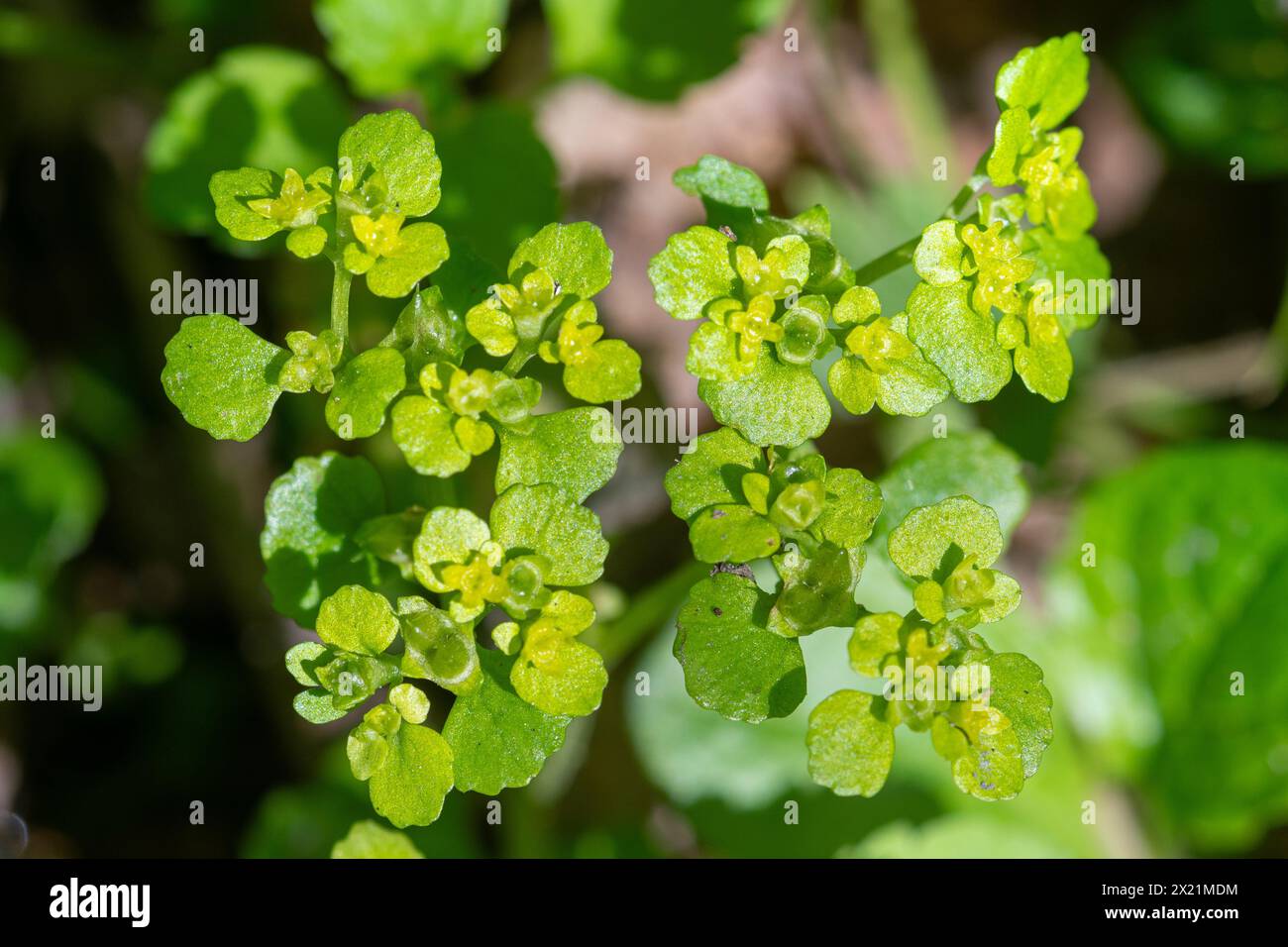 Goldsaxifrage (Chrysosplenium oppositifolium), Pflanze mit goldgrünen Blüten im Juni in Feuchtwäldern in Hampshire, England, Großbritannien Stockfoto