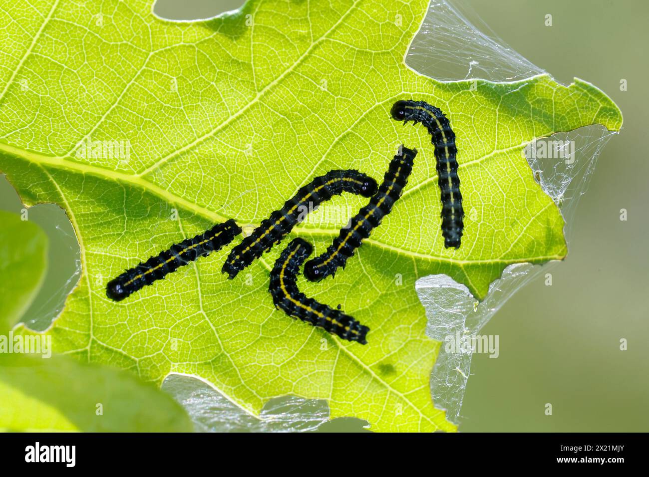 Blütenunterflügel (Orthosia miniosa, MONIMA miniosa, Taeniocampa miniosa), raupenfütterung auf Eiche, Deutschland Stockfoto