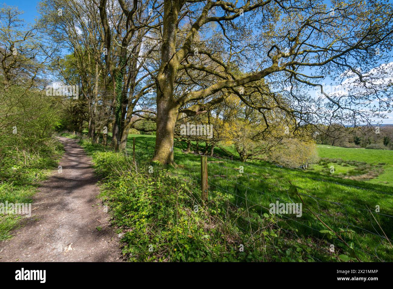 Der Hänger Way Fernwanderweg, Wanderweg durch die Landschaft und Waldlandschaft in Hampshire, England, Großbritannien Stockfoto