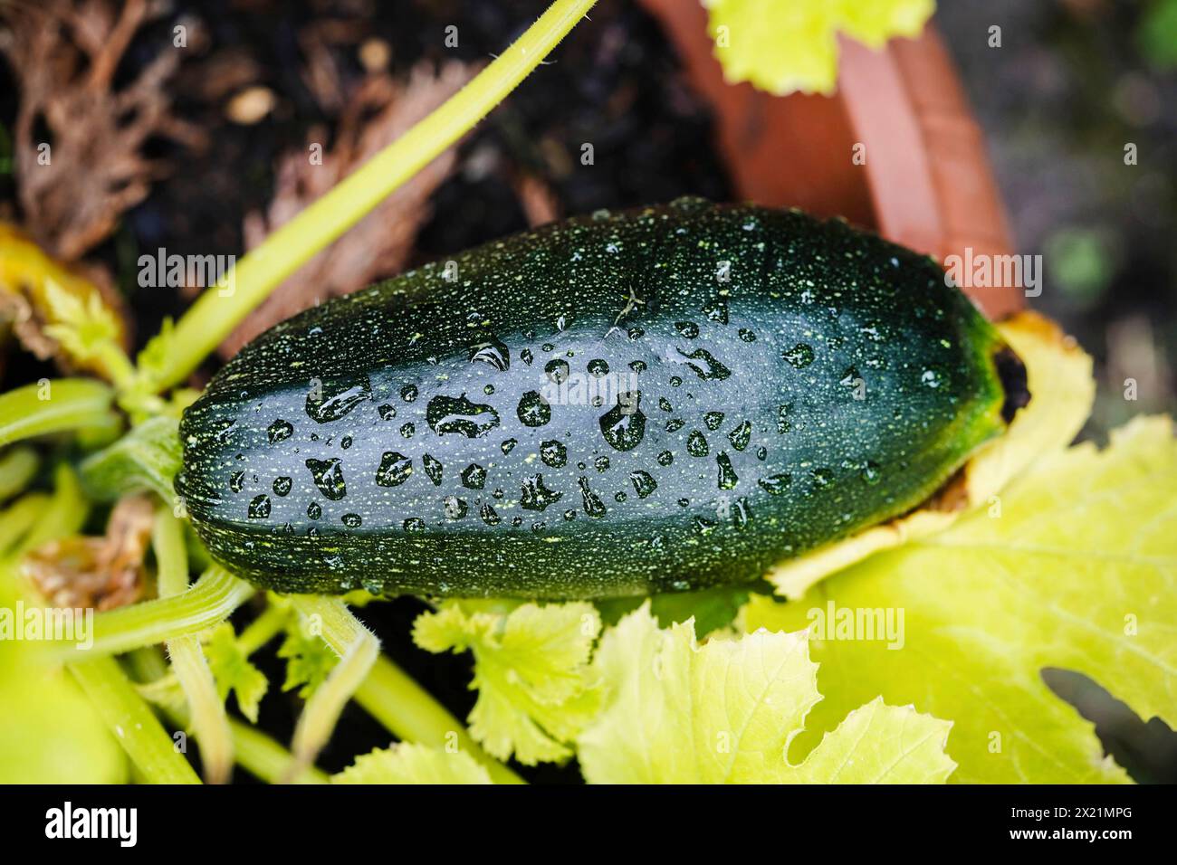 Zucchini (Cucurbita pepo var. Giromontiia, Cucurbita pepo subsp. Pepo convar. Giromontiina), feuchte Zucchini auf der Pflanze Stockfoto
