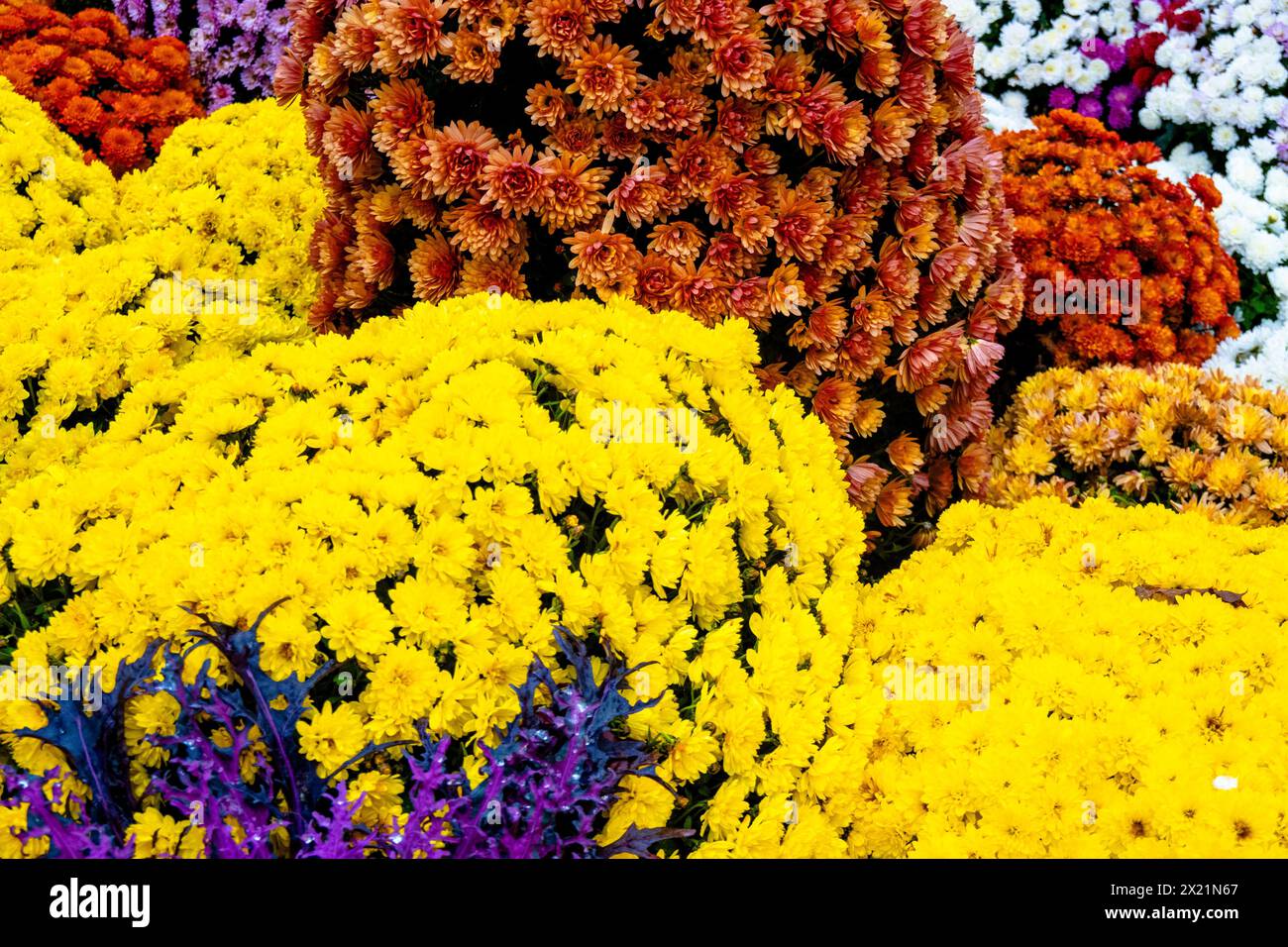 Viele gelbe Blumen Stockfoto