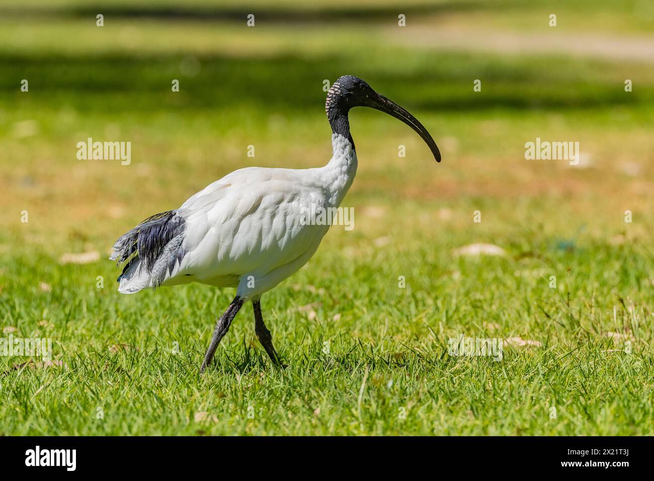 Australisches weißes ibis (Threskiornis molucca), aufgenommen am Tomato Lake, Kewdale, Western Australia. Stockfoto