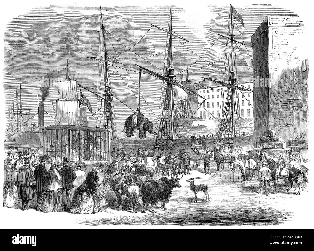 Transport von Wildtieren in den London Docks, 1864. "Inmitten der vielfältigen Waren, die von so vielen Schiffen aus allen Regionen der Welt in den Hafen von London gebracht werden, kann ein Besucher der Docks ab und zu die Möglichkeit haben, die Ankunft einer Ladung wilder Tiere zu sehen, obwohl es nur selten ist, natürlich, dass eine solche Einfuhr stattfindet. Die zoologischen Sammlungen in der Metropole und in einigen Provinzstädten sowie die Ausstellungen, die in Wanderkarawanen gezeigt werden, müssen in der Tat ständig mit frischen Exemplaren rekrutiert werden, nicht nur, um eine Sterblichkeitsrate auszugleichen, die diese übersteigt Stockfoto