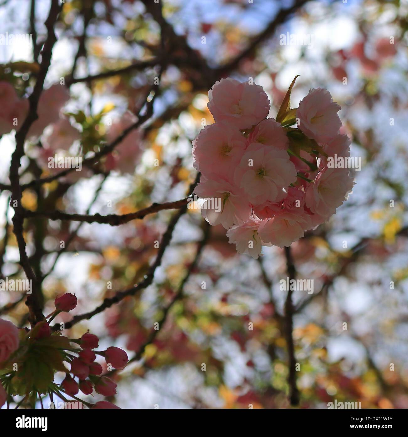 Rosa Kirschblüte auf einem Baum, vom Boden aus gesehen, verschwommenes Gewirr von Ästen. Stockfoto